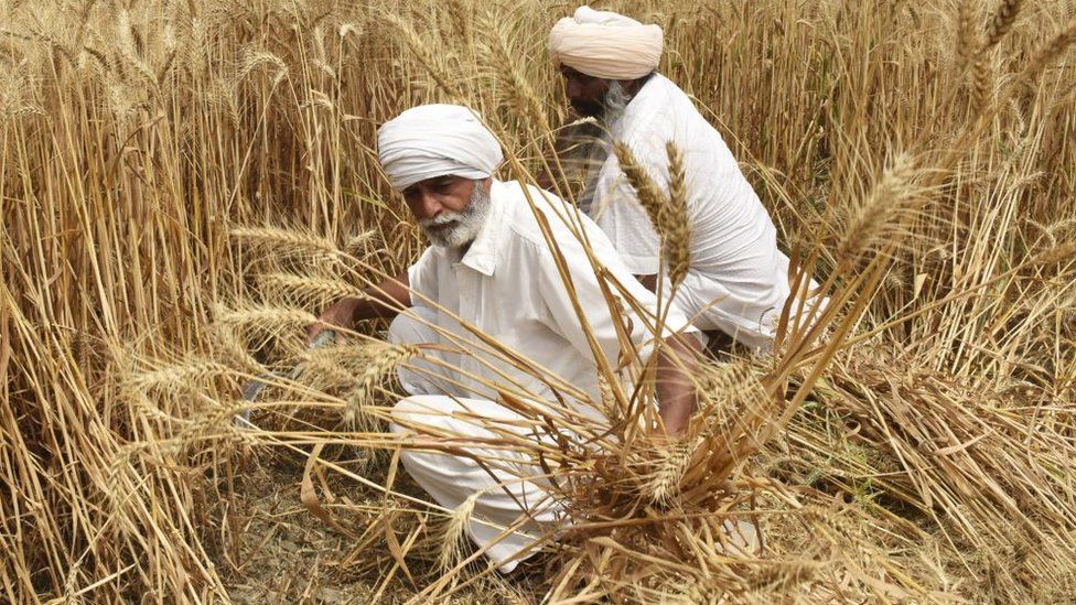 Ukraine war: Global wheat prices jump after India export ban